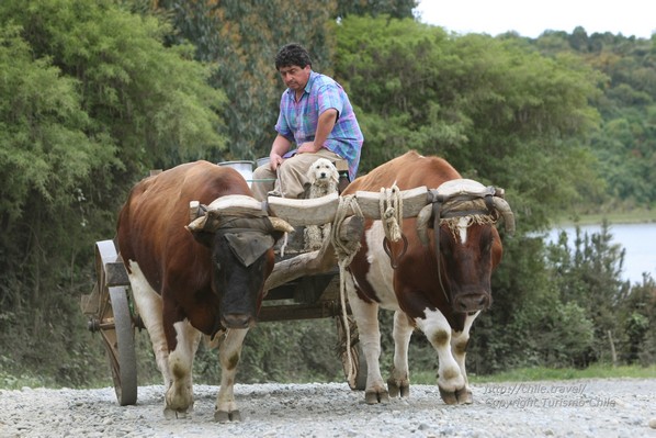 Un producteur laitier sur la route - Araucanía