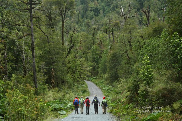 Marcheurs dans le parc National Conguillío