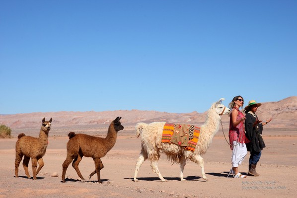 Balade sur les traces des caravanes de lama dans le Salar d’Atacama