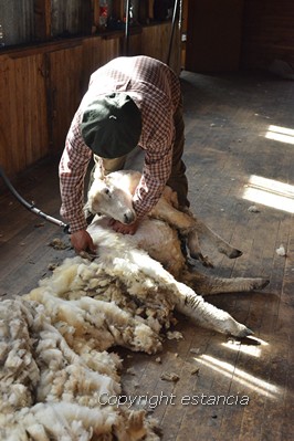 Démonstration de tonte de moutons, en estancia, chez l’habitant