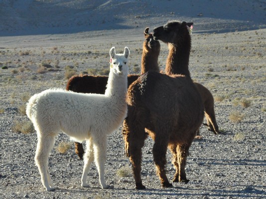 Alpagas aux abords de la Cordillère de Sel – Route des Lamas
