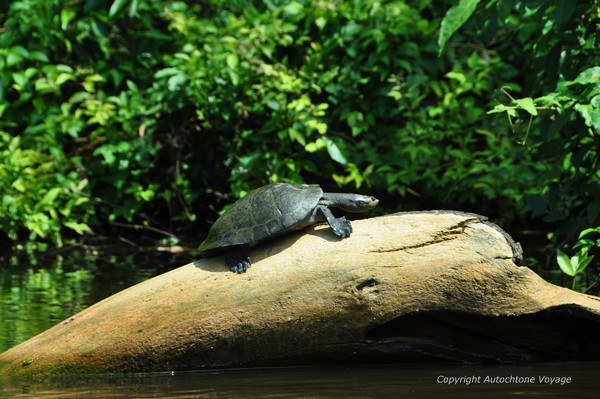 Une tortue au bord de la Rivière Yacuma – Rurrenabaque