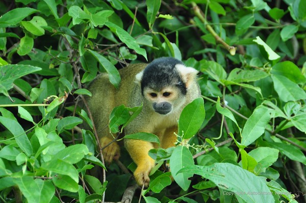 Un singe Capucin dans la Pampa bolivienne – Río Yacuma