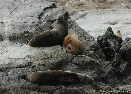 Lions de mer sur l’île Marta – Punta Arenas